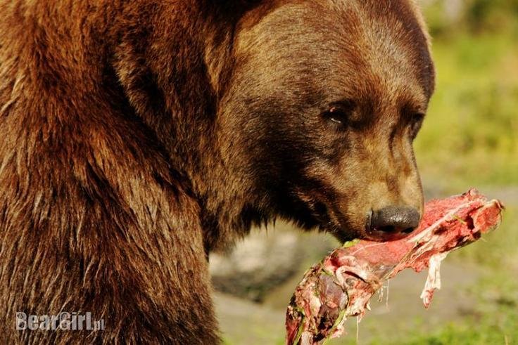 Jukon z pazurem - fot. Kamila Kielar