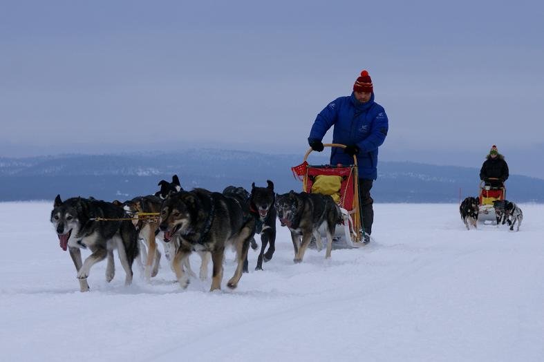 Psie zaprzęgi - fot. z arch. Krzysztof Nowakowski